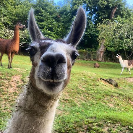 The Llama Farm France Saint-Cyr-Les-Champagnes Eksteriør billede