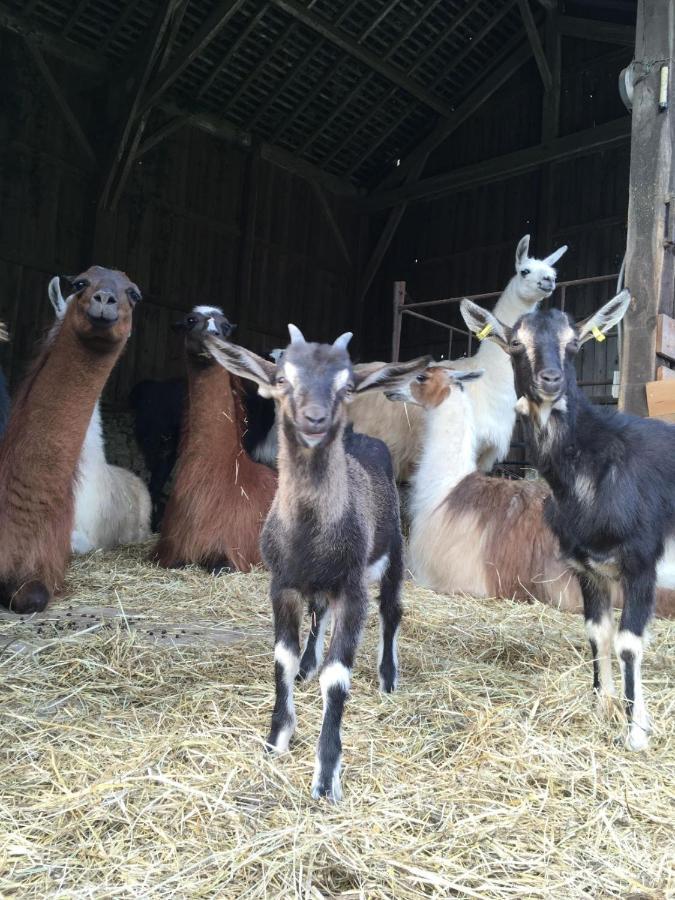 The Llama Farm France Saint-Cyr-Les-Champagnes Eksteriør billede