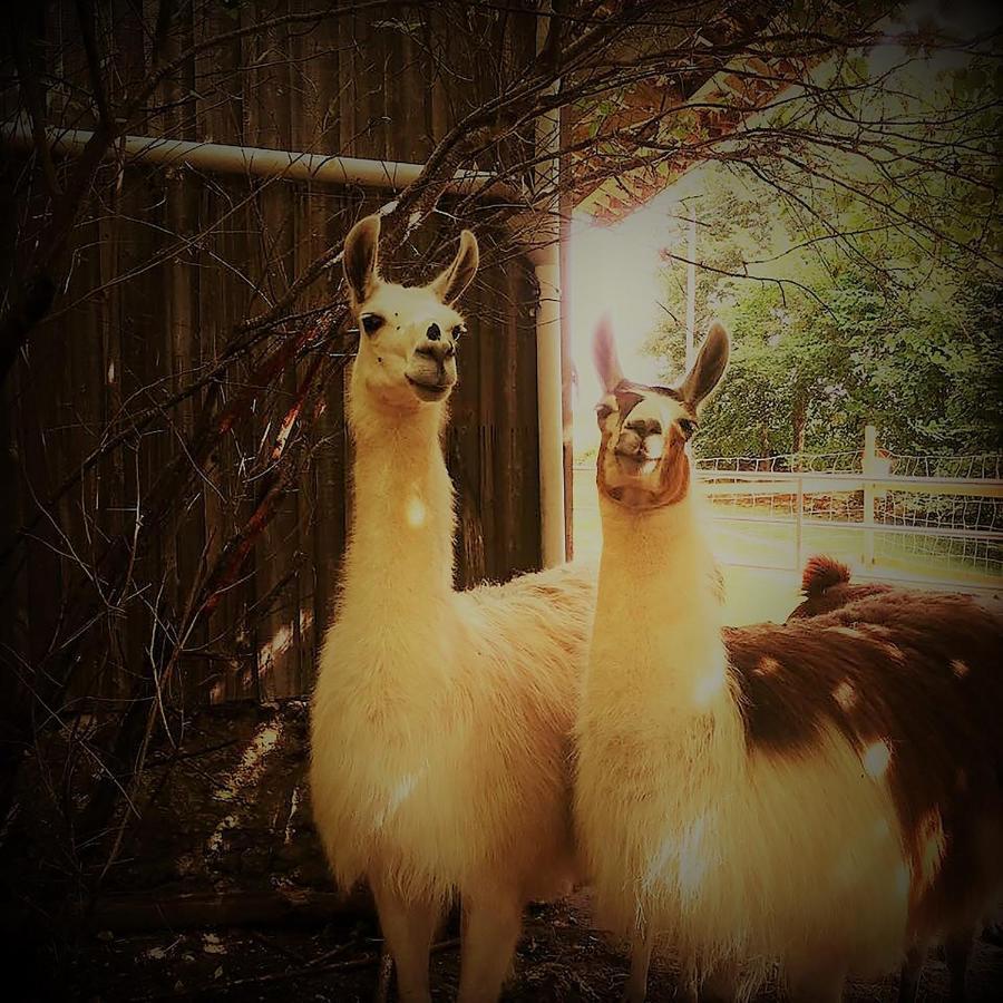 The Llama Farm France Saint-Cyr-Les-Champagnes Eksteriør billede