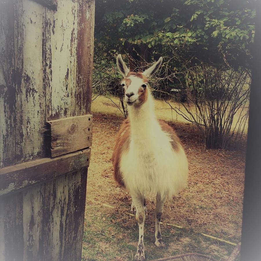 The Llama Farm France Saint-Cyr-Les-Champagnes Eksteriør billede