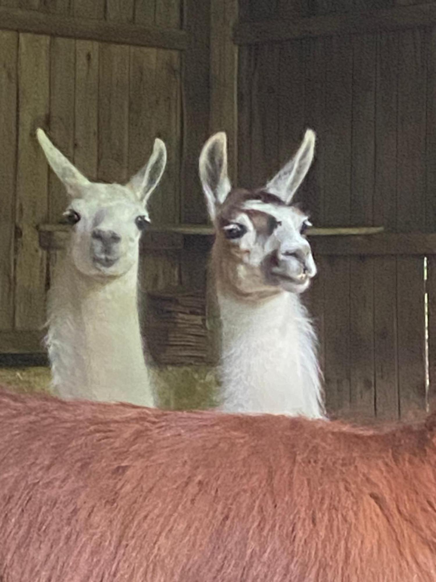 The Llama Farm France Saint-Cyr-Les-Champagnes Eksteriør billede