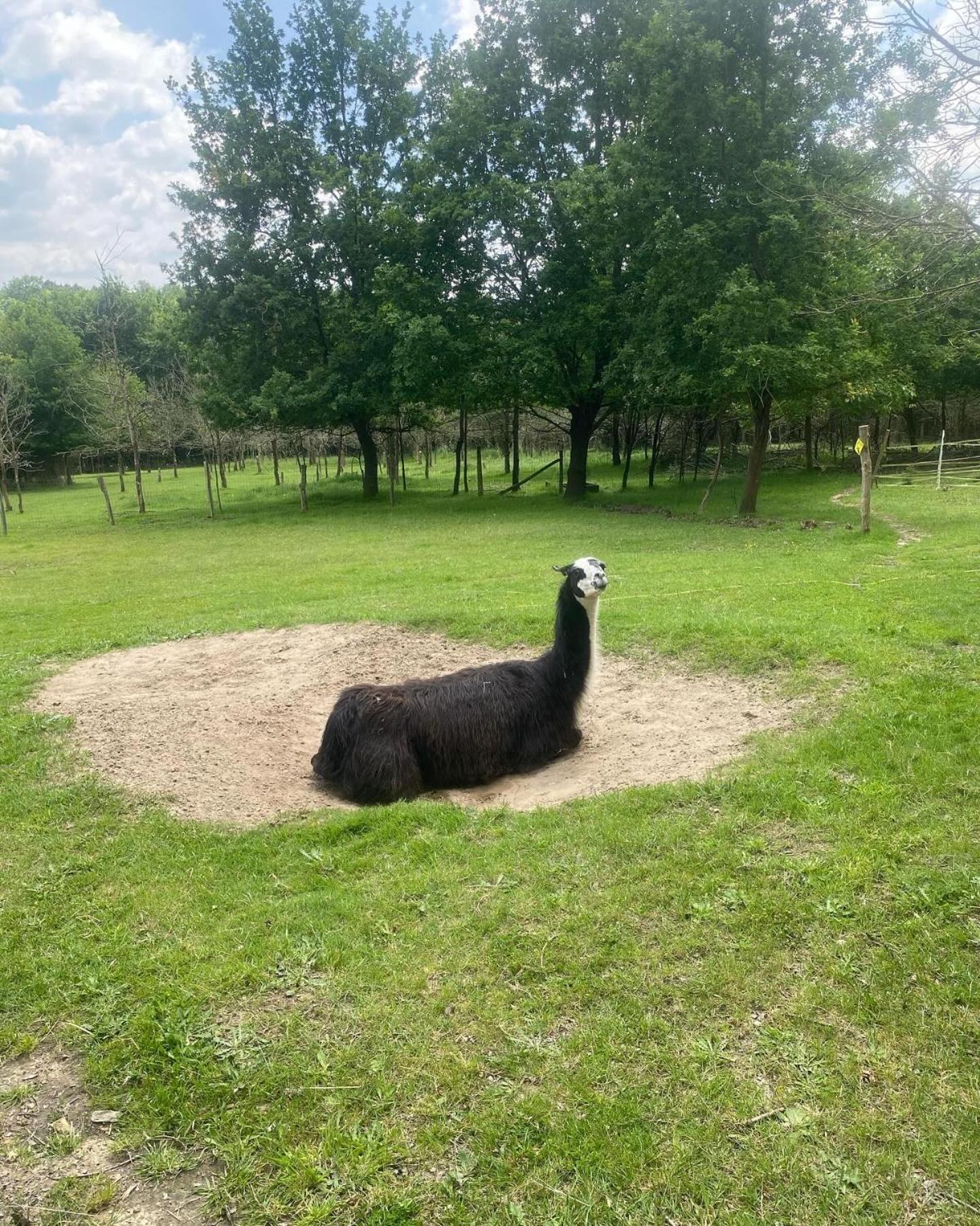 The Llama Farm France Saint-Cyr-Les-Champagnes Eksteriør billede