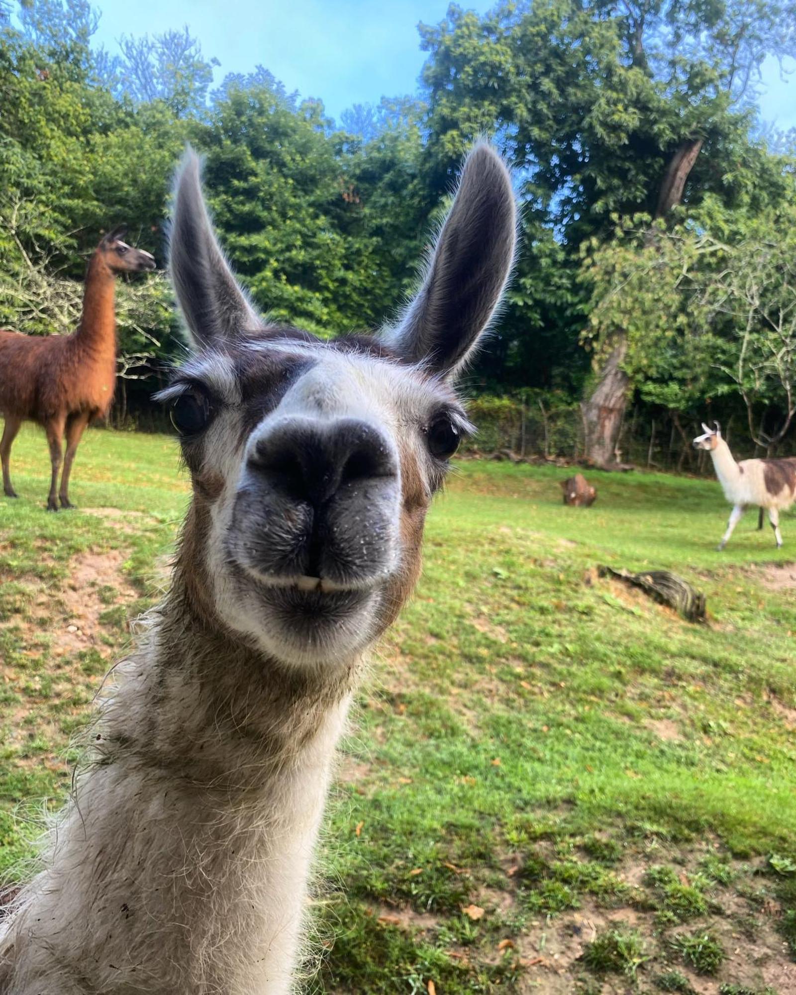 The Llama Farm France Saint-Cyr-Les-Champagnes Eksteriør billede