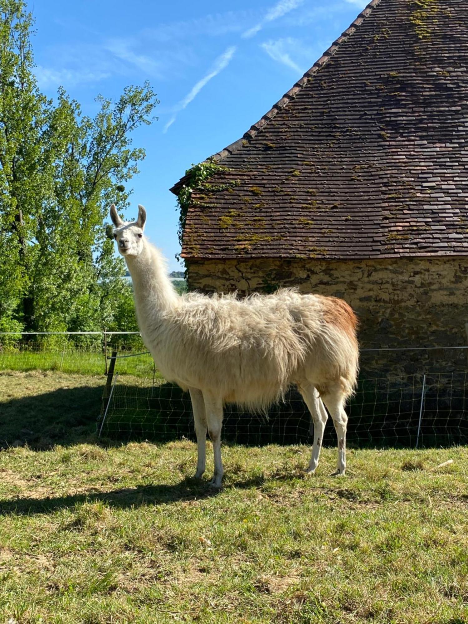 The Llama Farm France Saint-Cyr-Les-Champagnes Eksteriør billede