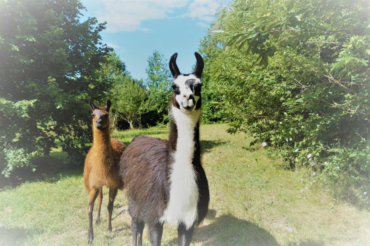 The Llama Farm France Saint-Cyr-Les-Champagnes Eksteriør billede
