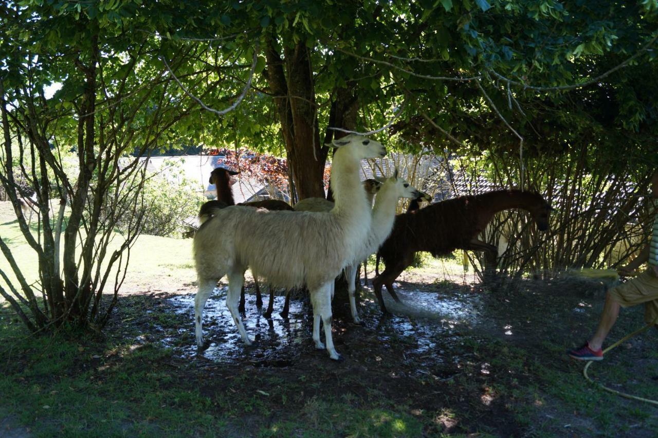 The Llama Farm France Saint-Cyr-Les-Champagnes Eksteriør billede