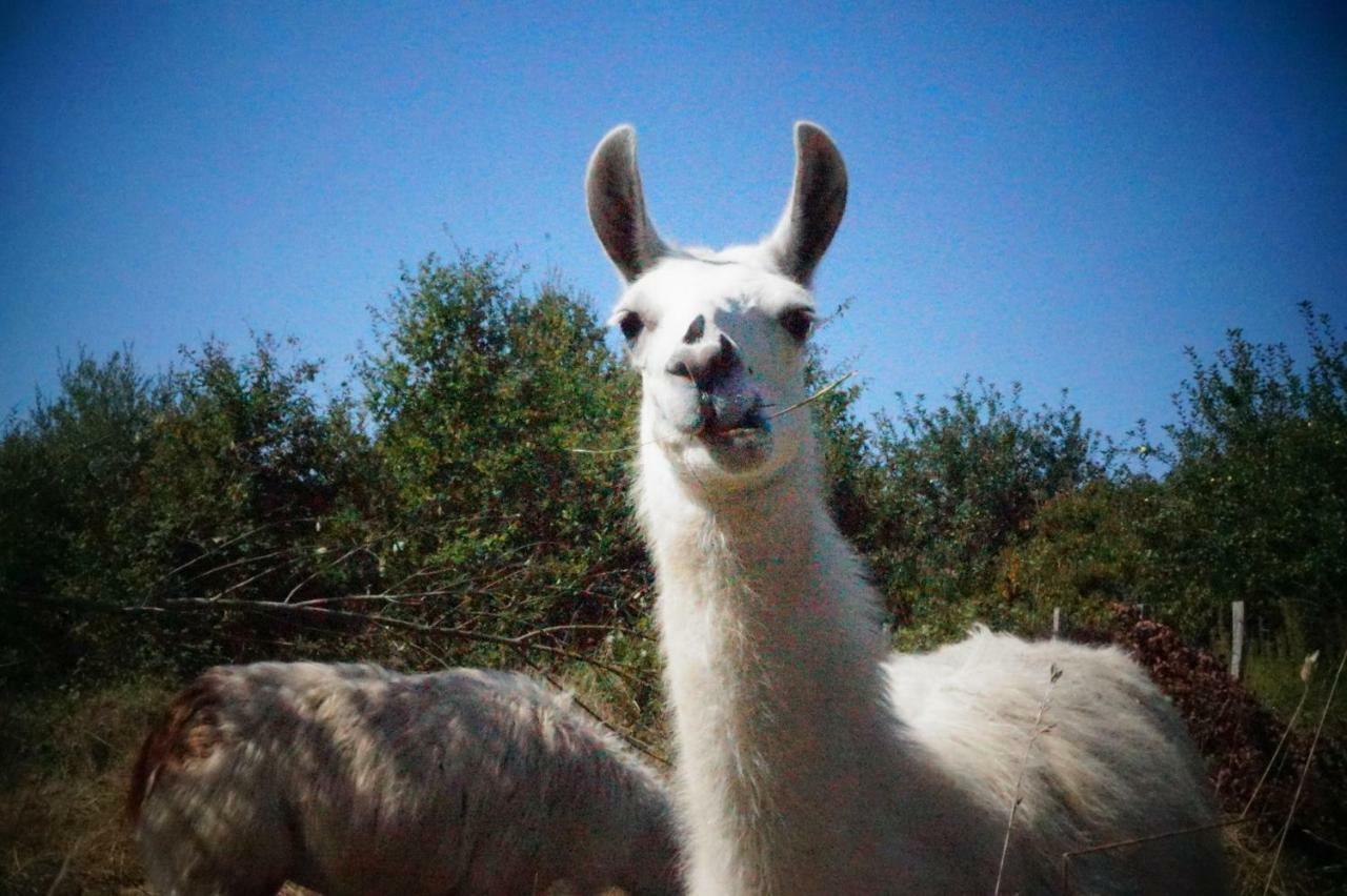 The Llama Farm France Saint-Cyr-Les-Champagnes Eksteriør billede