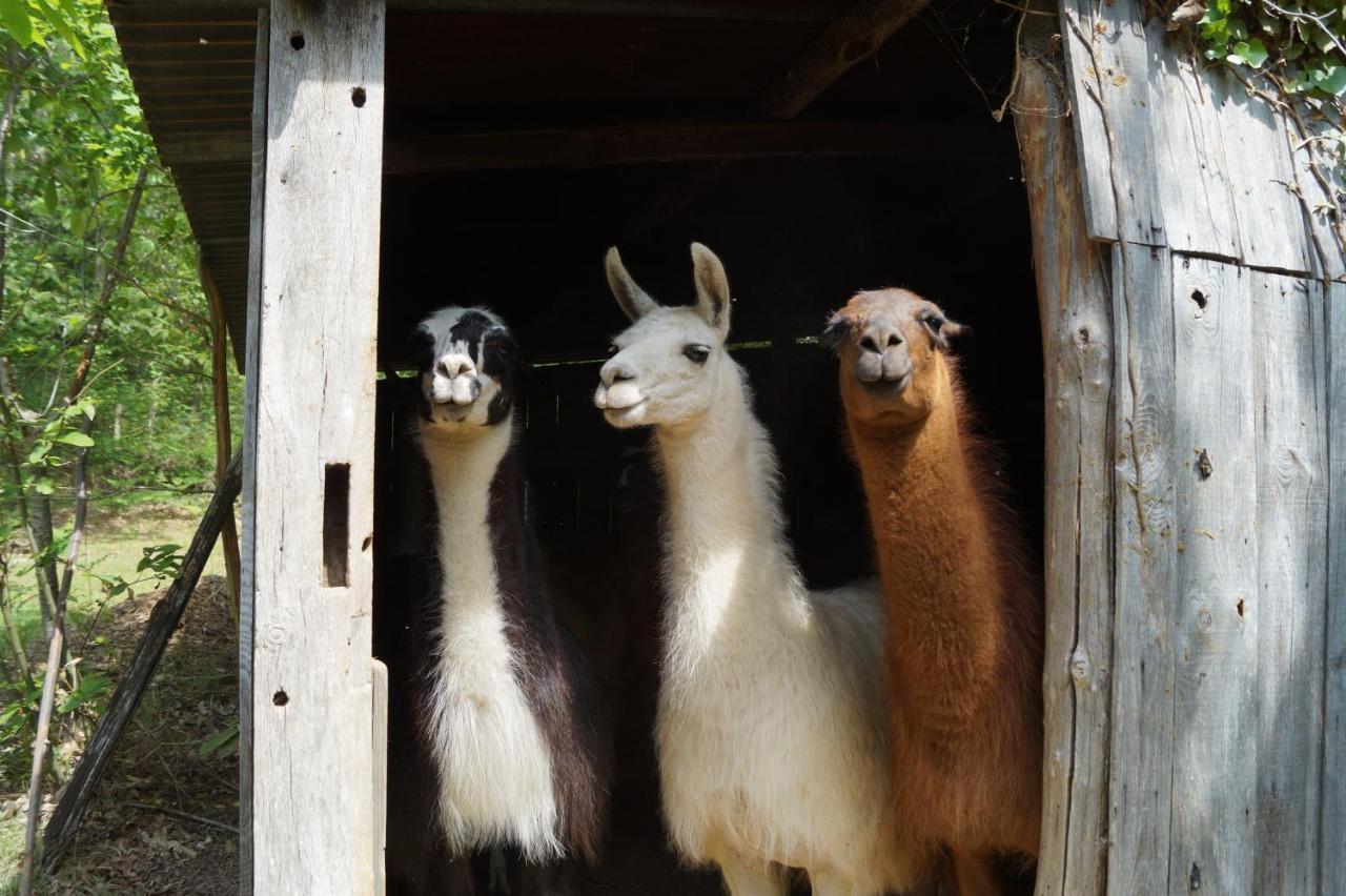 The Llama Farm France Saint-Cyr-Les-Champagnes Eksteriør billede