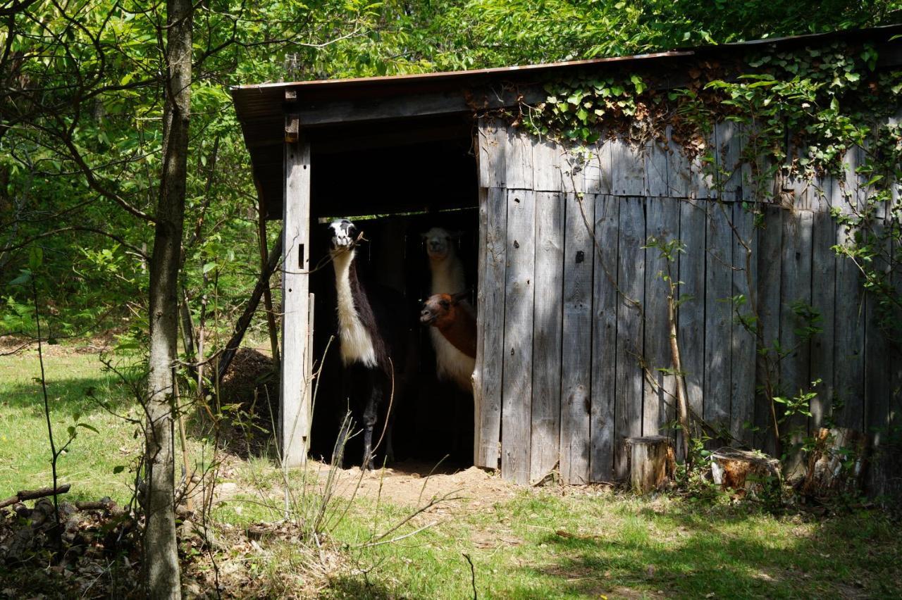 The Llama Farm France Saint-Cyr-Les-Champagnes Eksteriør billede